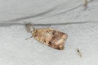 Diarsia mendica