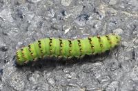 Saturnia pavonia