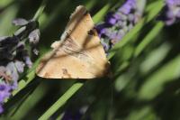 Heliothis peltigera