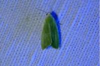 Earias clorana