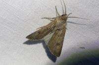 Agrotis segetum