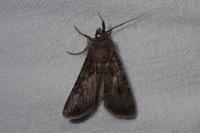 Agrotis segetum
