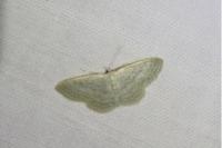 Idaea subsericeata