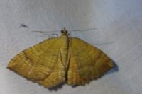 Camptogramma bilineata