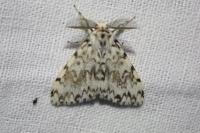 Lymantria monacha
