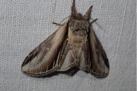 Pheosia tremula