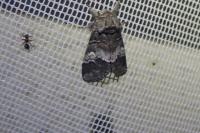 Drymonia querna