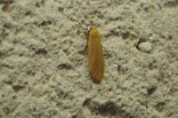 Wittia sororcula