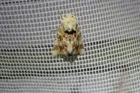 Eremobia ochroleuca