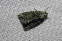 Cryphia algae