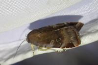 Noctua janthe/janthina