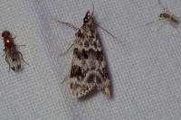 Eudonia delunella