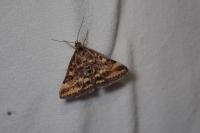 Pyrausta despicata