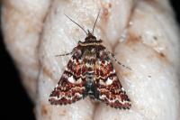 Anarta myrtilli
