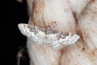Idaea rusticata