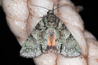 Polyphaenis sericata