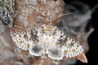 Hecatera dysodea