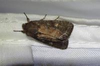 Lacanobia oleracea