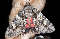 Catocala promissa