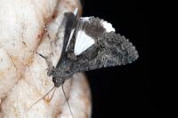 Aedia leucomelas