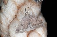 Polypogon plumigeralis
