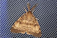 Lymantria dispar