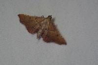 Endotricha flammealis