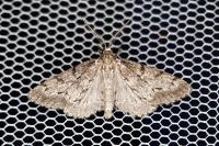 Tephronia sepiaria