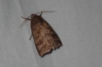 Ipimorpha retusa