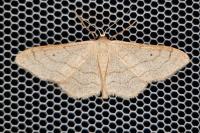 Idaea aversata