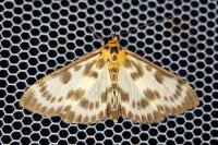 Anania hortulata
