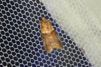 Acrobasis