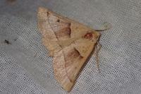 Crocallis elinguaria