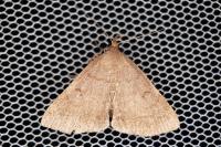 Zanclognatha lunalis