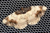 Ligdia adustata