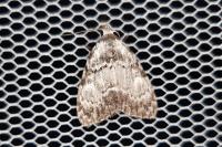 Meganola strigula