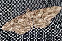 Peribatodes rhomboidaria rhomboidaria