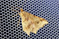 Macaria alternata
