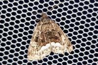 Deltote pygarga