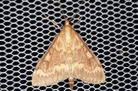 Ostrinia nubilalis