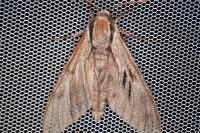 Hyloicus pinastri/maurorum