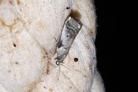 Acrobasis fallouella