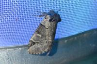 Drymonia obliterata