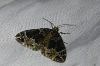Ecliptopera silaceata