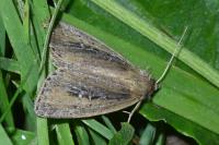 Archanara neurica