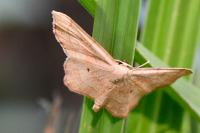 Idaea emarginata