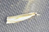 Crambus pascuella