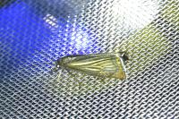 Chrysoteuchia culmella