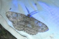 Hypomecis punctinalis
