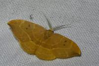 Watsonalla binaria